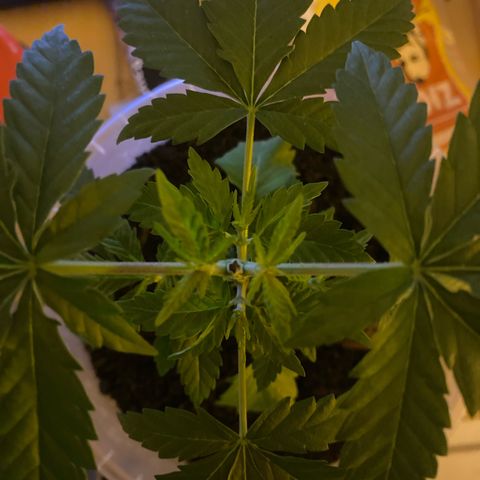 Lemon haze growlog timeline photo