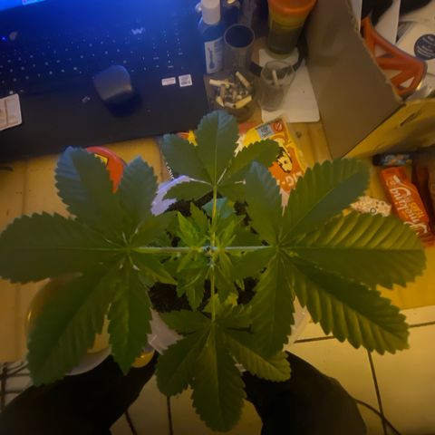 Lemon haze growlog timeline photo