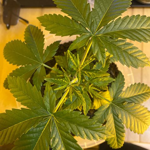 Lemon haze growlog timeline photo
