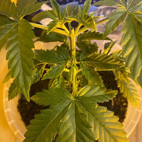 Lemon haze growlog timeline photo