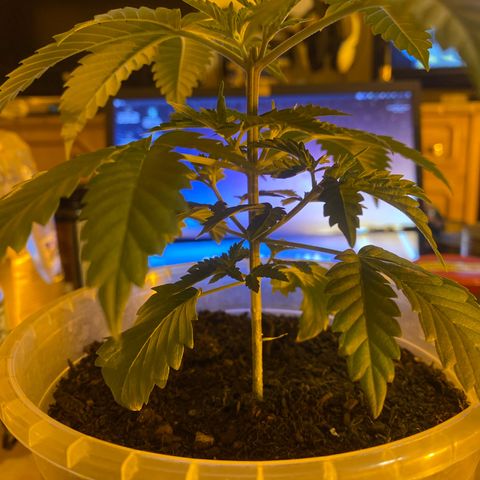 Lemon haze growlog timeline photo