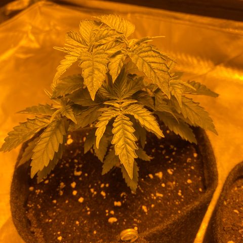 Lemon haze growlog timeline photo