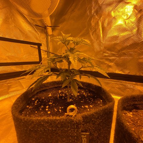 Lemon haze growlog timeline photo