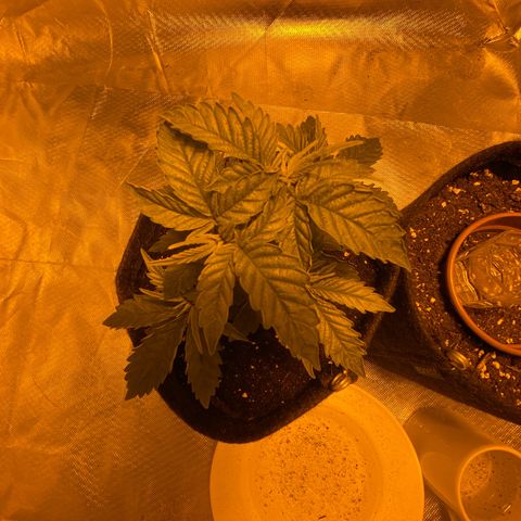 Lemon haze growlog timeline photo