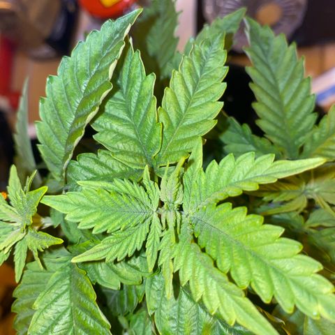 Lemon haze growlog timeline photo