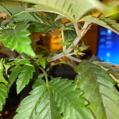 Lemon haze growlog timeline photo