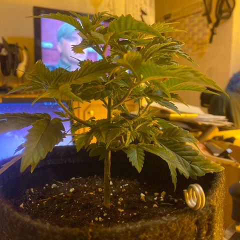Lemon haze growlog timeline photo