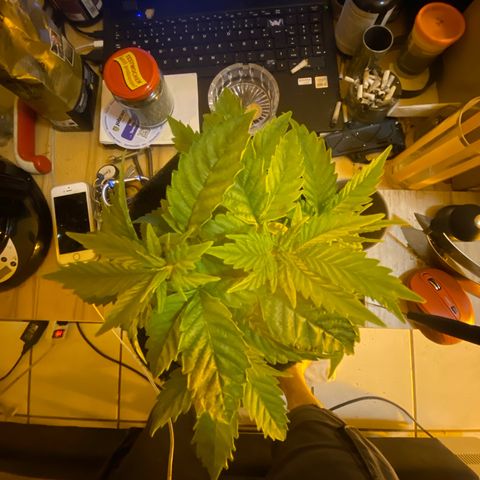 Lemon haze growlog timeline photo