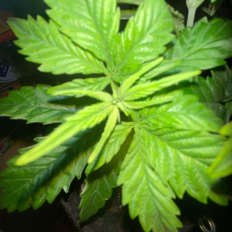 Lemon haze growlog timeline photo