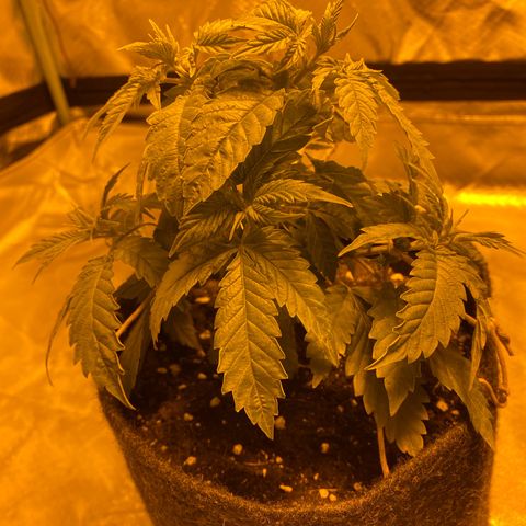 Lemon haze growlog photo: Heute alle seitentriebe runtergebunden 