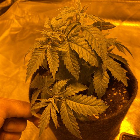 Lemon haze growlog photo: Heute alle seitentriebe runtergebunden 