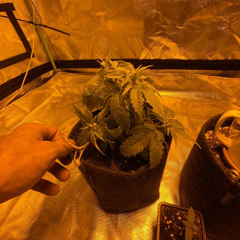 Lemon haze growlog photo: Heute alle seitentriebe runtergebunden 
