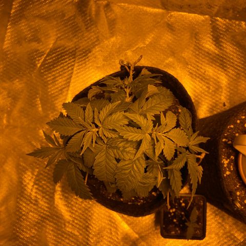 Lemon haze growlog photo: Heute alle seitentriebe runtergebunden 