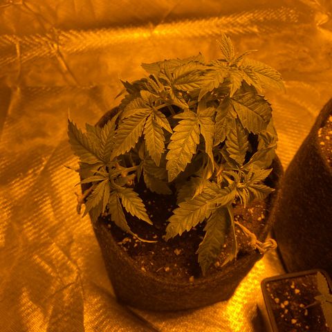 Lemon haze growlog timeline photo