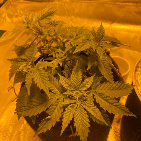 Lemon haze growlog timeline photo