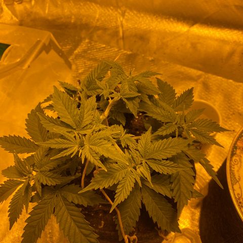 Lemon haze growlog timeline photo