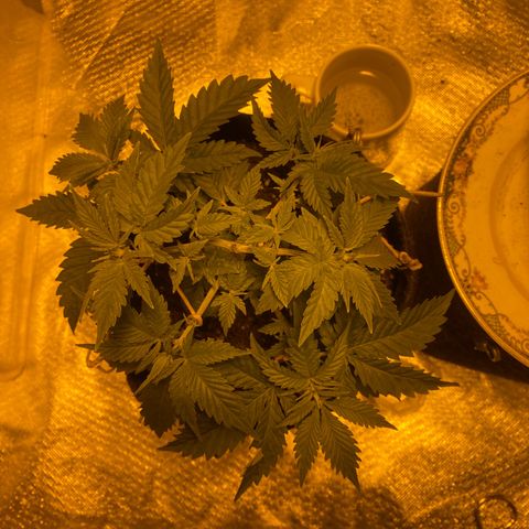 Lemon haze growlog timeline photo