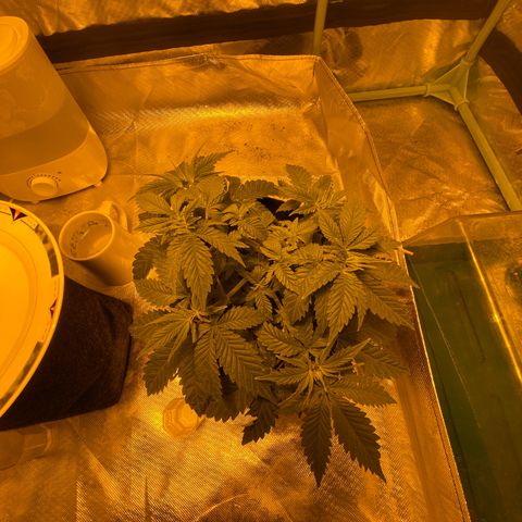 Lemon haze growlog timeline photo
