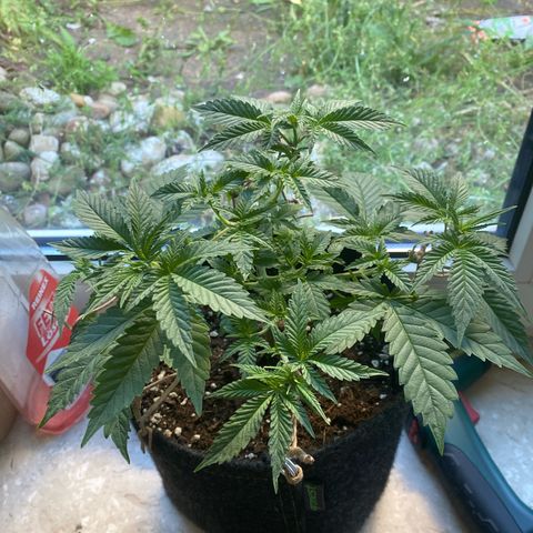 Lemon haze growlog timeline photo