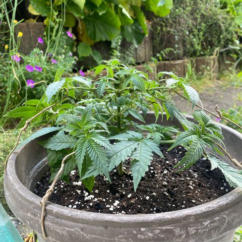 Lemon haze growlog timeline photo