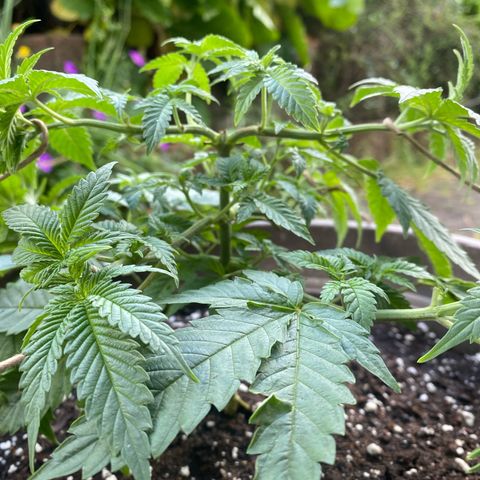 Lemon haze growlog timeline photo