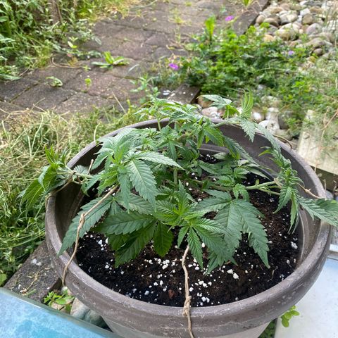 Lemon haze growlog timeline photo