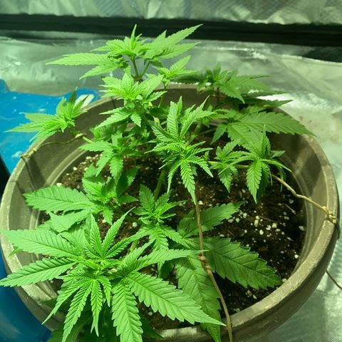 Lemon haze growlog timeline photo