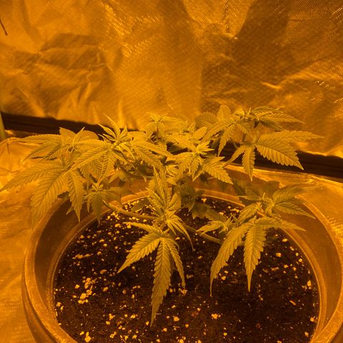 Lemon haze growlog timeline photo