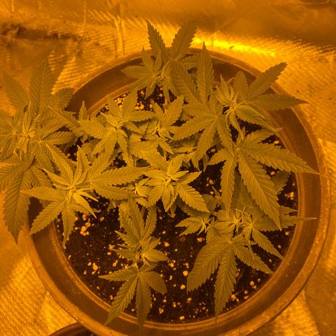 Lemon haze growlog timeline photo