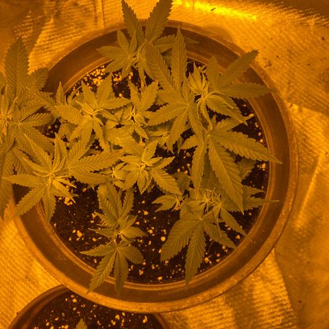 Lemon haze growlog timeline photo