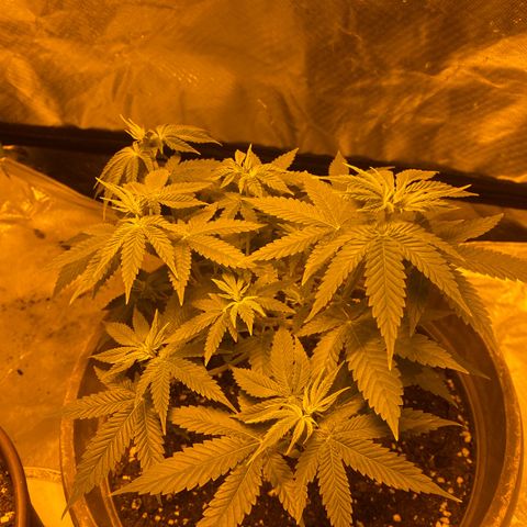 Lemon haze growlog timeline photo