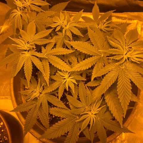 Lemon haze growlog timeline photo