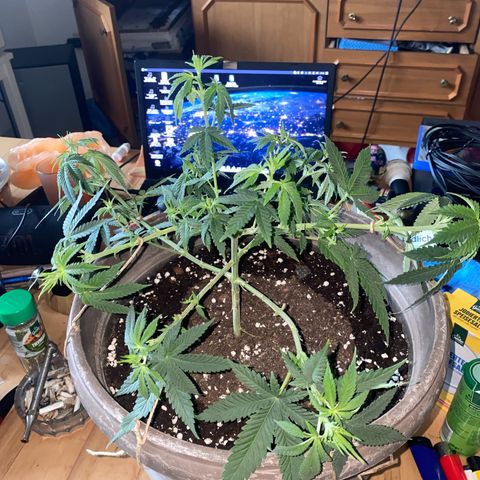 Lemon haze growlog timeline photo