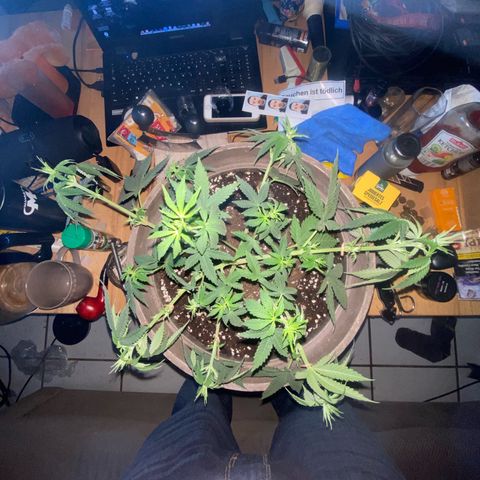 Lemon haze growlog timeline photo