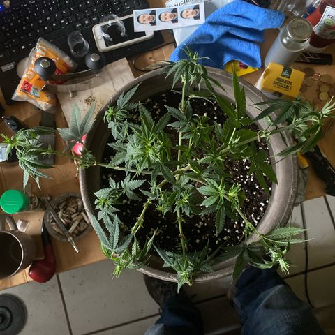 Lemon haze growlog timeline photo