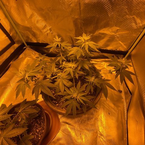 Lemon haze growlog timeline photo