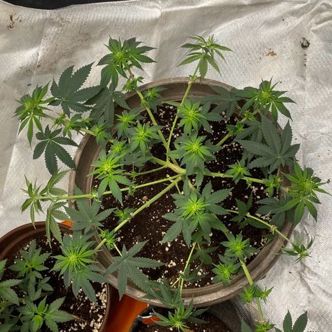 Lemon haze growlog timeline photo