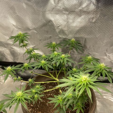 Lemon haze growlog timeline photo