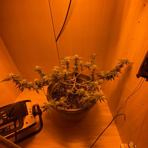 Lemon haze growlog timeline photo
