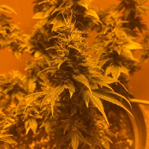 Lemon haze growlog timeline photo