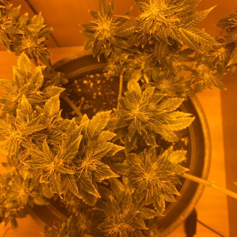 Lemon haze growlog timeline photo