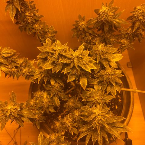 Lemon haze growlog timeline photo