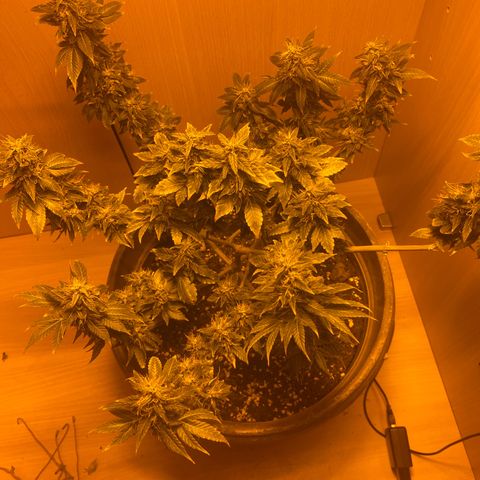 Lemon haze growlog timeline photo