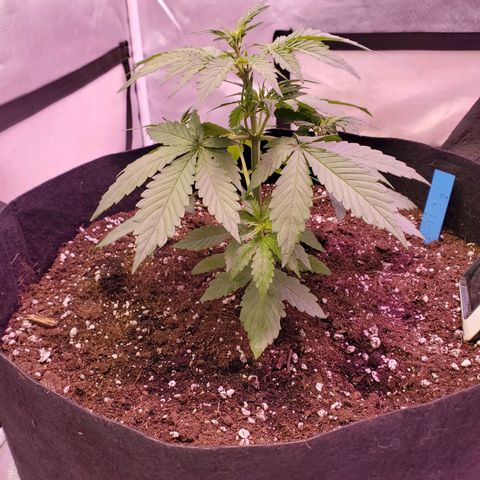 AutoBlackberry Kush growlog timeline photo