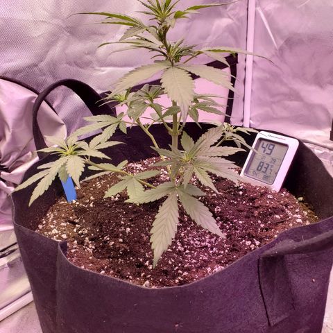AutoBlackberry Kush growlog timeline photo