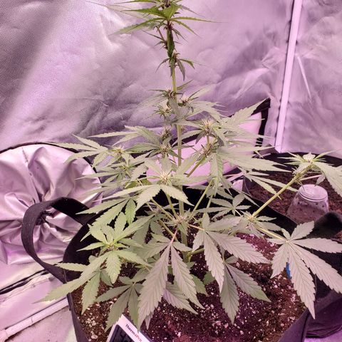 AutoBlackberry Kush growlog timeline photo