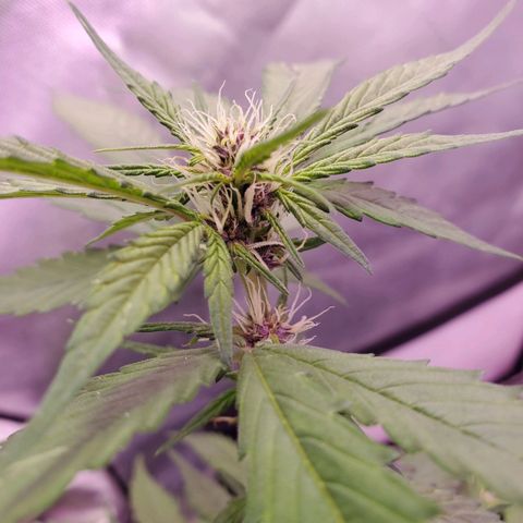 AutoBlackberry Kush growlog timeline photo