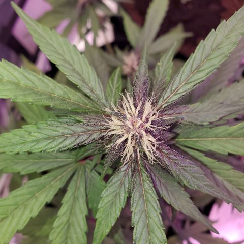 AutoBlackberry Kush growlog timeline photo