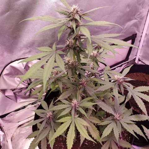 AutoBlackberry Kush growlog timeline photo