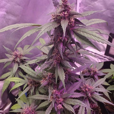 AutoBlackberry Kush growlog timeline photo